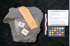 Foto (Objekt + Etikett) von Odontopteris minor Brongniart (NHMW-GEO-2024-0188-10725)